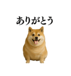 ガンギマリの柴犬＠エロ・日常会話（個別スタンプ：31）