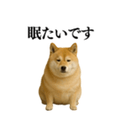 ガンギマリの柴犬＠エロ・日常会話（個別スタンプ：32）