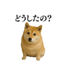ガンギマリの柴犬＠エロ・日常会話（個別スタンプ：33）