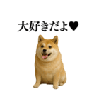 ガンギマリの柴犬＠エロ・日常会話（個別スタンプ：34）