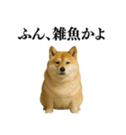 ガンギマリの柴犬＠エロ・日常会話（個別スタンプ：36）