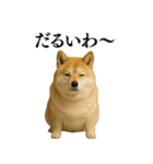 ガンギマリの柴犬＠エロ・日常会話（個別スタンプ：37）