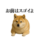 ガンギマリの柴犬＠エロ・日常会話（個別スタンプ：39）