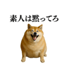 ガンギマリの柴犬＠エロ・日常会話（個別スタンプ：40）