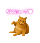 セクシー・煽る・爆笑＠日常会話で使える猫（個別スタンプ：1）