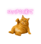 セクシー・煽る・爆笑＠日常会話で使える猫（個別スタンプ：2）