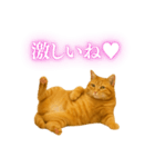 セクシー・煽る・爆笑＠日常会話で使える猫（個別スタンプ：3）