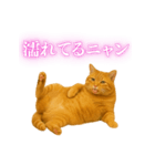 セクシー・煽る・爆笑＠日常会話で使える猫（個別スタンプ：4）