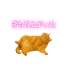 セクシー・煽る・爆笑＠日常会話で使える猫（個別スタンプ：5）