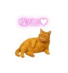 セクシー・煽る・爆笑＠日常会話で使える猫（個別スタンプ：6）