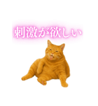 セクシー・煽る・爆笑＠日常会話で使える猫（個別スタンプ：9）