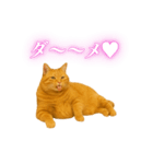 セクシー・煽る・爆笑＠日常会話で使える猫（個別スタンプ：11）
