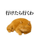 セクシー・煽る・爆笑＠日常会話で使える猫（個別スタンプ：27）