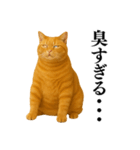 セクシー・煽る・爆笑＠日常会話で使える猫（個別スタンプ：29）