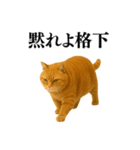 セクシー・煽る・爆笑＠日常会話で使える猫（個別スタンプ：31）
