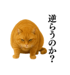 セクシー・煽る・爆笑＠日常会話で使える猫（個別スタンプ：33）