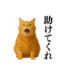 セクシー・煽る・爆笑＠日常会話で使える猫（個別スタンプ：36）
