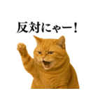 セクシー・煽る・爆笑＠日常会話で使える猫（個別スタンプ：37）