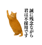 セクシー・煽る・爆笑＠日常会話で使える猫（個別スタンプ：38）