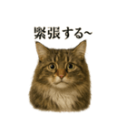【婚活】恋するノルウェージャンフォレスト（個別スタンプ：9）