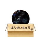 2025年ぬこたち（個別スタンプ：1）
