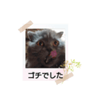 2025年ぬこたち（個別スタンプ：4）