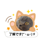 2025年ぬこたち（個別スタンプ：6）