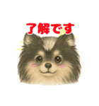 ポメラニアンのココちゃん✨日常✨（個別スタンプ：21）