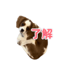 ぺこのにちじょうほんわかすたんぷ（個別スタンプ：1）