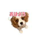 ぺこのにちじょうほんわかすたんぷ（個別スタンプ：7）