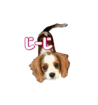 ぺこのにちじょうほんわかすたんぷ（個別スタンプ：12）