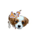 ぺこのにちじょうほんわかすたんぷ（個別スタンプ：15）