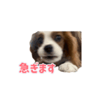 ぺこのにちじょうほんわかすたんぷ（個別スタンプ：16）