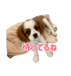 ぺこのにちじょうほんわかすたんぷ（個別スタンプ：17）