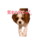 ぺこのにちじょうほんわかすたんぷ（個別スタンプ：18）