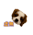 ぺこのにちじょうほんわかすたんぷ（個別スタンプ：23）