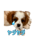 ぺこのにちじょうほんわかすたんぷ（個別スタンプ：24）