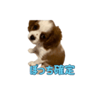ぺこのにちじょうほんわかすたんぷ（個別スタンプ：25）