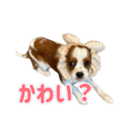 ぺこのにちじょうほんわかすたんぷ（個別スタンプ：27）