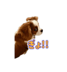 ぺこのにちじょうほんわかすたんぷ（個別スタンプ：28）