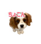 ぺこのにちじょうほんわかすたんぷ（個別スタンプ：29）