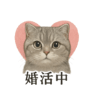 【婚活】恋するスコティッシュホールド猫（個別スタンプ：1）