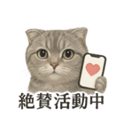 【婚活】恋するスコティッシュホールド猫（個別スタンプ：2）