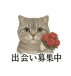 【婚活】恋するスコティッシュホールド猫（個別スタンプ：3）