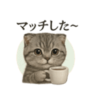 【婚活】恋するスコティッシュホールド猫（個別スタンプ：7）