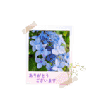 ふみこのスタンプ*米寿祝いに花と名言集（個別スタンプ：11）
