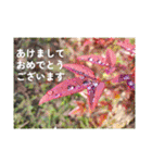 ふみこのスタンプ*米寿祝いに花と名言集（個別スタンプ：13）