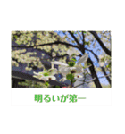 ふみこのスタンプ*米寿祝いに花と名言集（個別スタンプ：18）