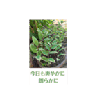 ふみこのスタンプ*米寿祝いに花と名言集（個別スタンプ：28）