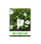 ふみこのスタンプ*米寿祝いに花と名言集（個別スタンプ：30）